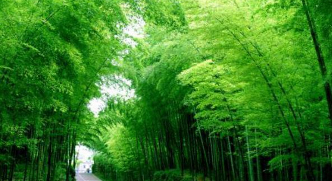 江山美途 2019 国家森林城市马拉松系列赛——宜宾蜀南竹海站