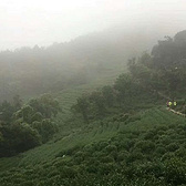 清新茶绿、雨雾朦胧