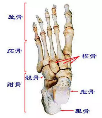 脚面骨的位置图图片