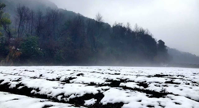 探路 | 银装素裹，江南印象之绍兴茶园山地半程马拉松