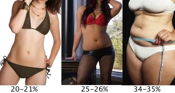26 体 女性 率 脂肪